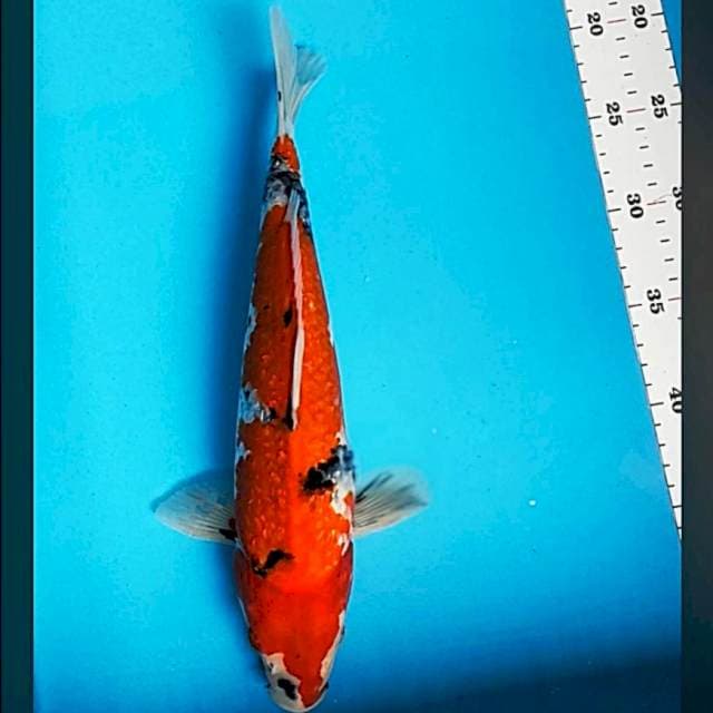 Showa ginrin 33bu male