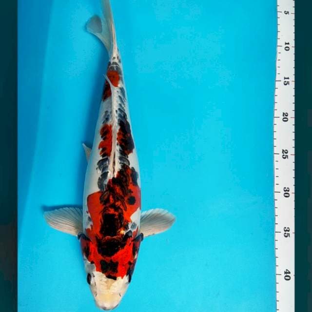 Kujaku doit bulky 38cm male