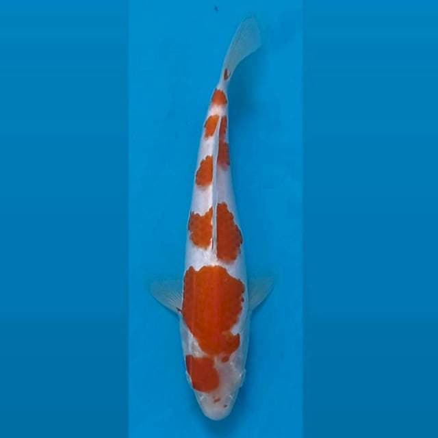 Kohaku, 19 cm