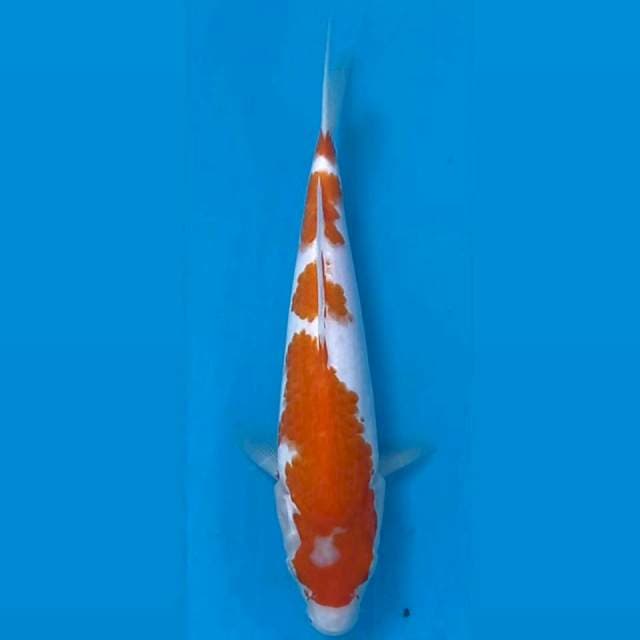 Kohaku, 22 cm