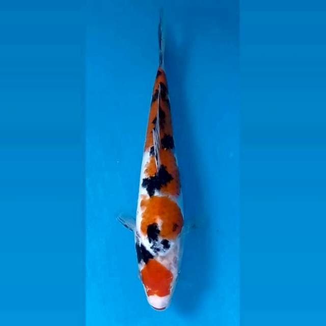 Sanke, 21 cm