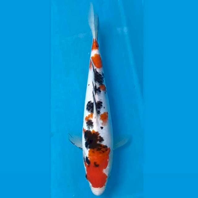 Sanke, 23 cm