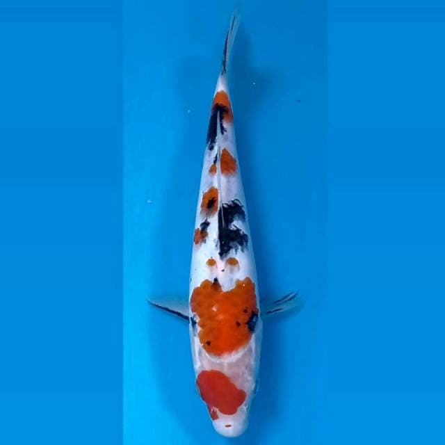 Sanke, 23 cm