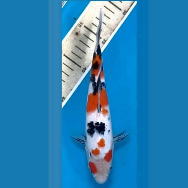 Sanke, 21 cm