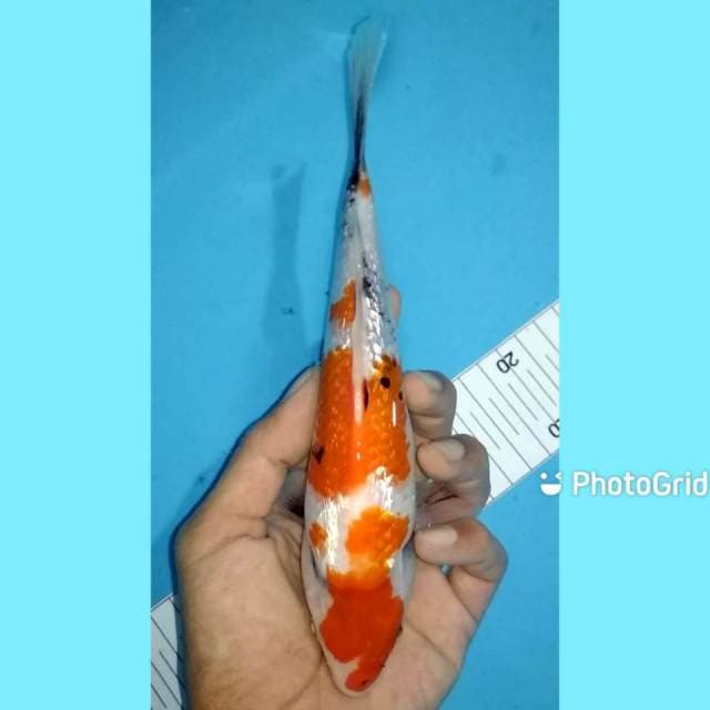 Showa ginrin 22cm male