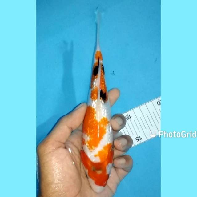 Showa ginrin 21cm female