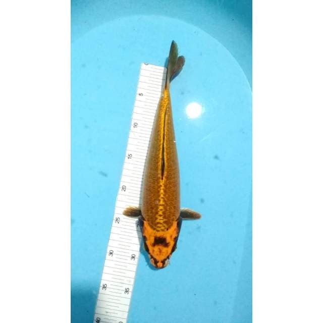 Body jos 32cm