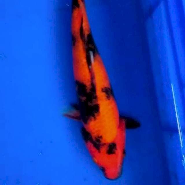 Utsuri