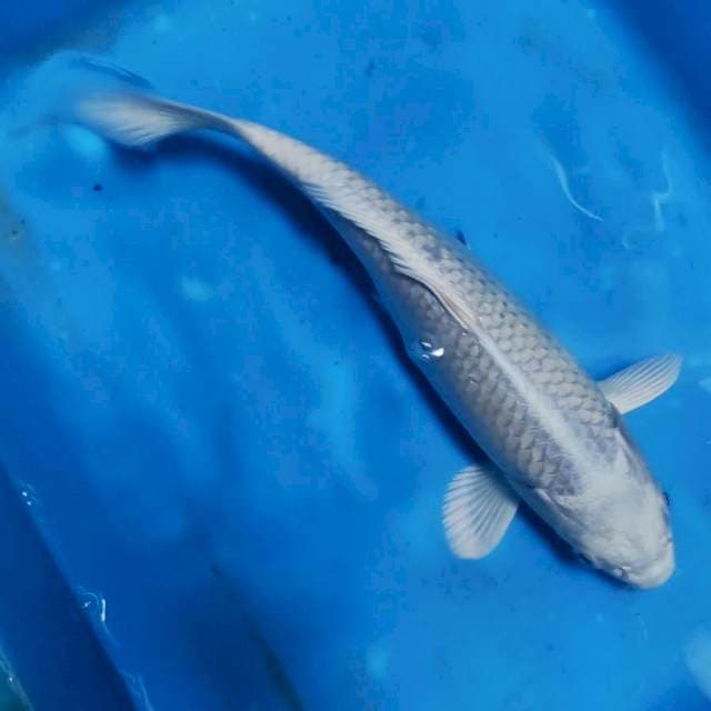 Platinum 26cm