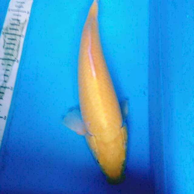 KARASI MATA MERAH 38 cm