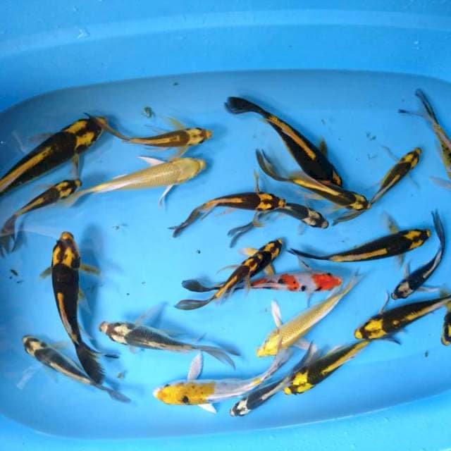 KUMPAY MIX (25 ekor )