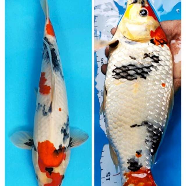 Kindai showa 34cm male