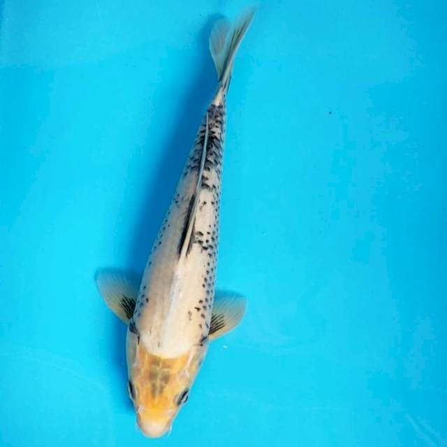 Matsukawabake 26cm male