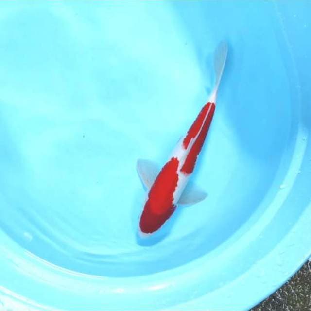 Male: Nidan Kohaku 40 BU