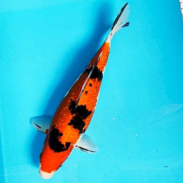 Sanke ginrin 28cm
