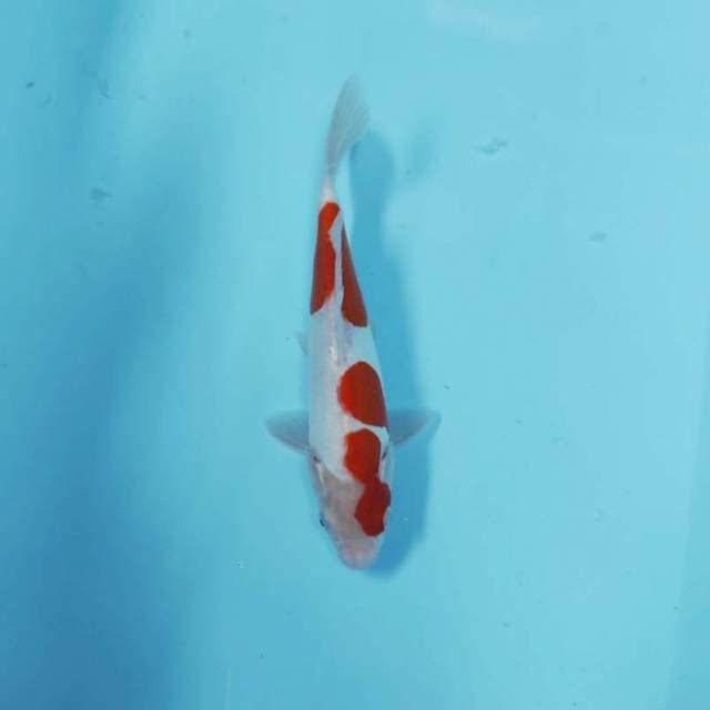 CEPLOK 3