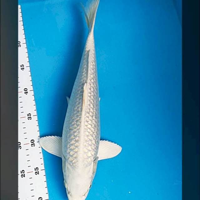 Platinum ginrin 40cm male