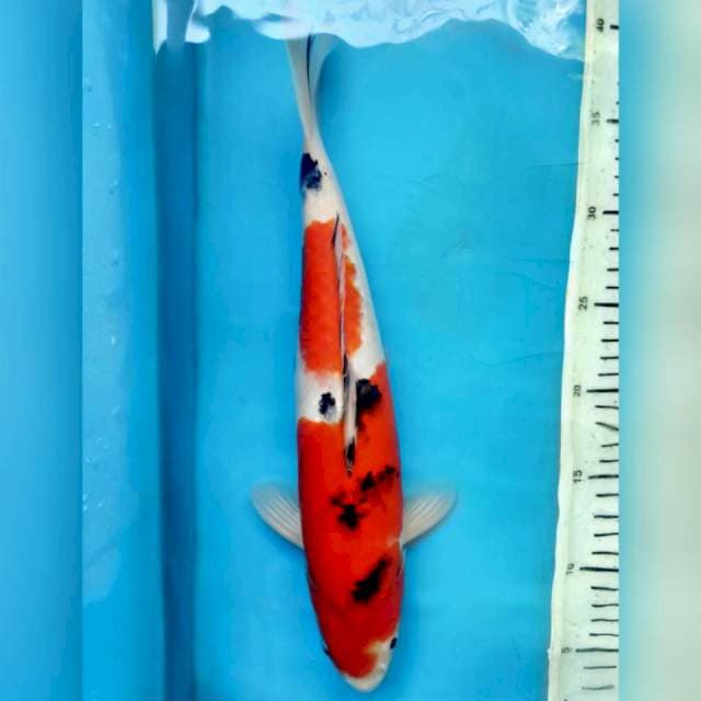 Sanke, 35cm male