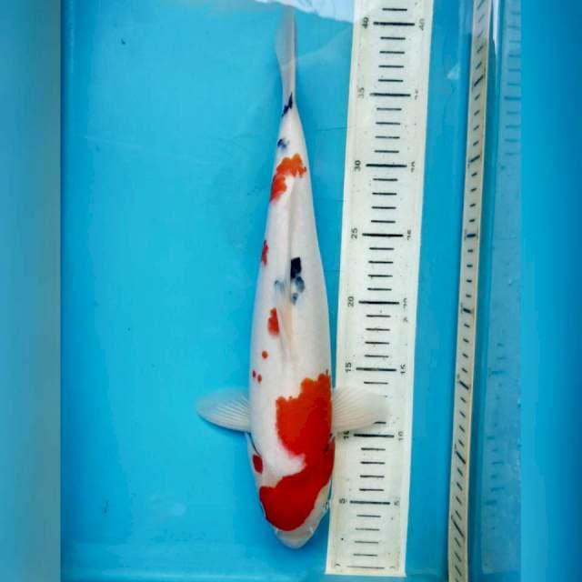Sanke, 37cm female
