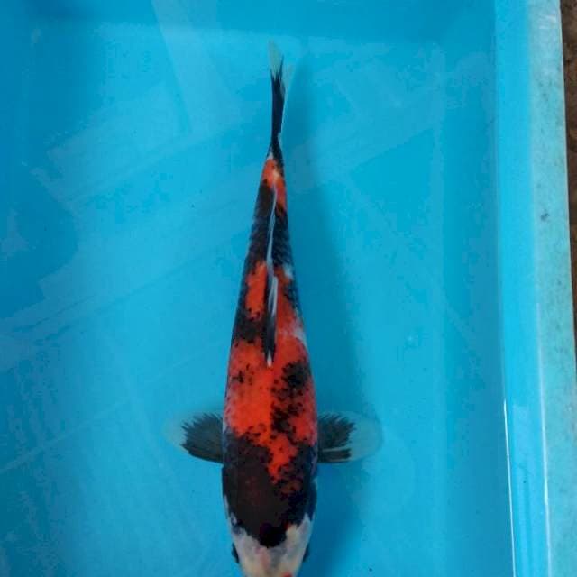 Showa 35cm