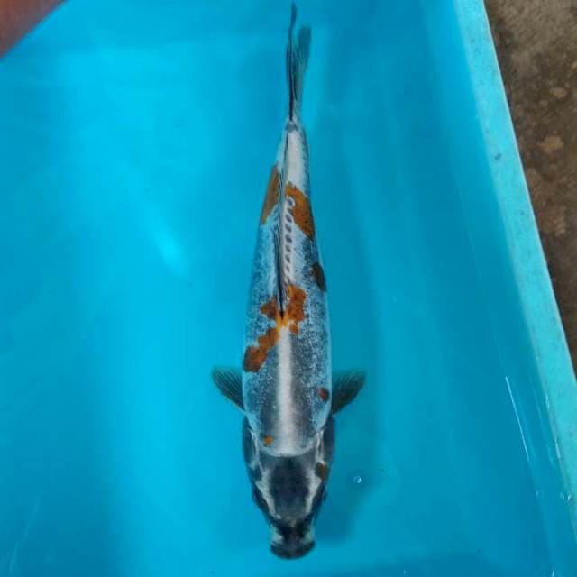 Kikokuryu 36cm
