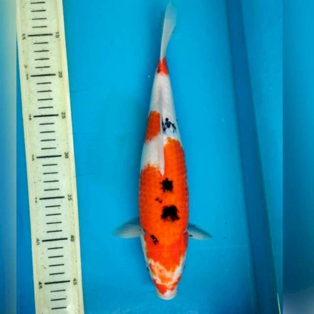 Sanke, 33cm female