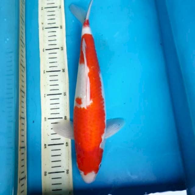 Kohaku, 37cm male