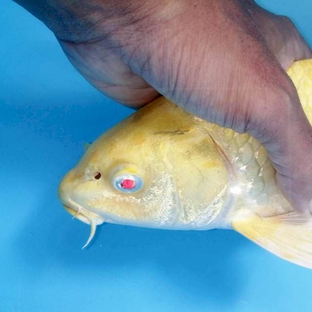 Yamabuki ogon mata merah rare