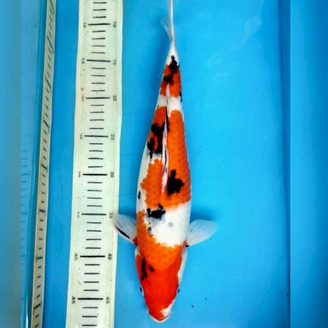 Sanke, 36cm