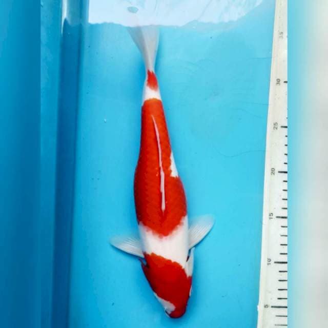 Kohaku, 31cm female