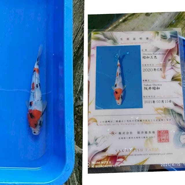 Showa Sakai SFF