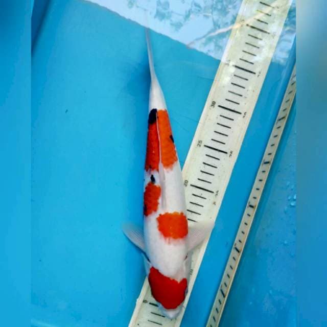 Sanke, 32cm male