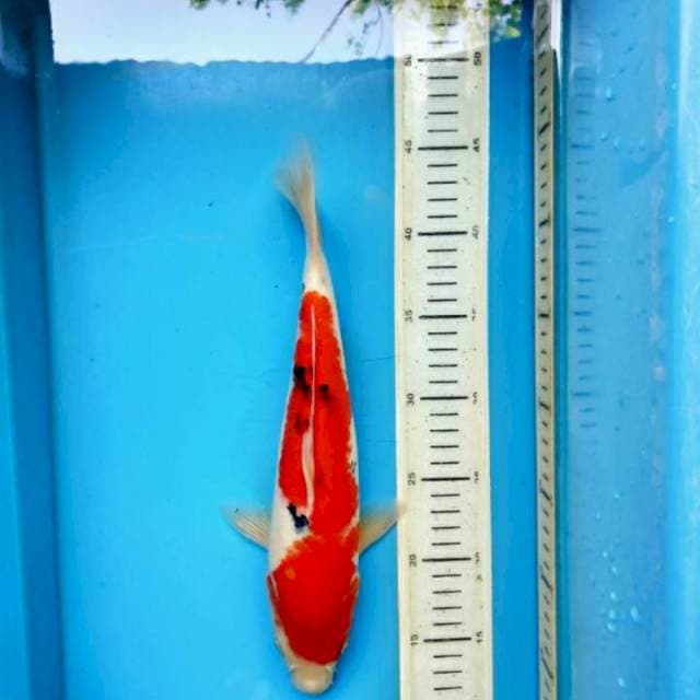 Sanke, 31cm female