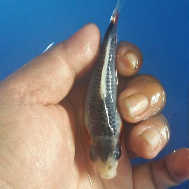 F1 ASAGI SHORT BODY 11cm