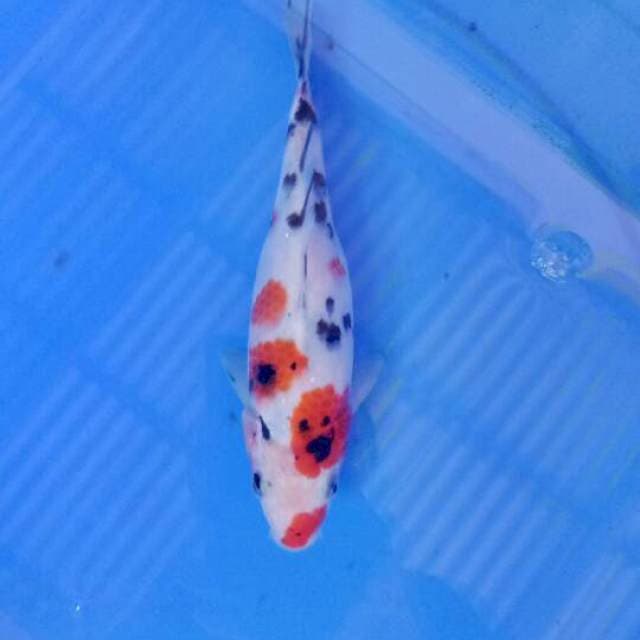 Sanke 21 cm