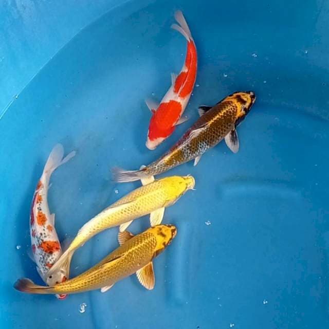 Mix 30-33cm. 5 ekor.