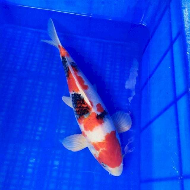 Showa Male 39cm Ori