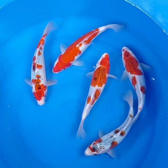 Mix ghosiki kohaku 29-30 cm 5 ekor