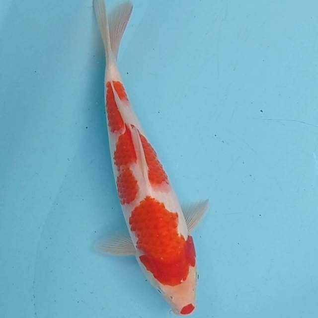 Kohaku 30 bu