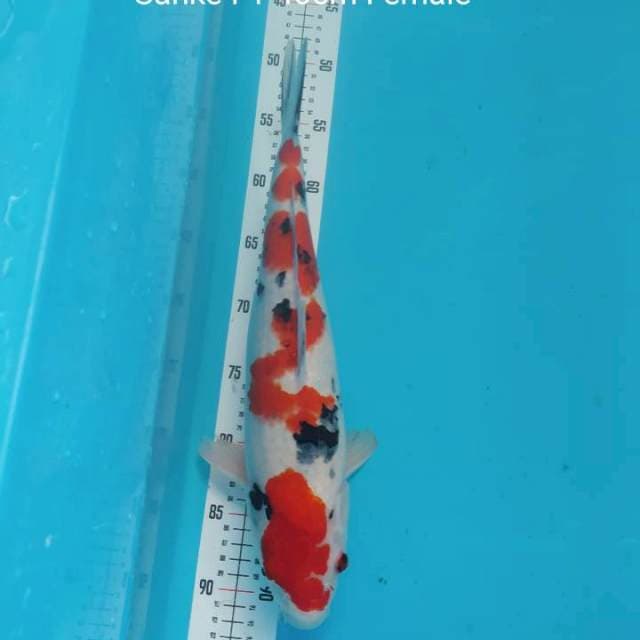 SANKE F1 45cm