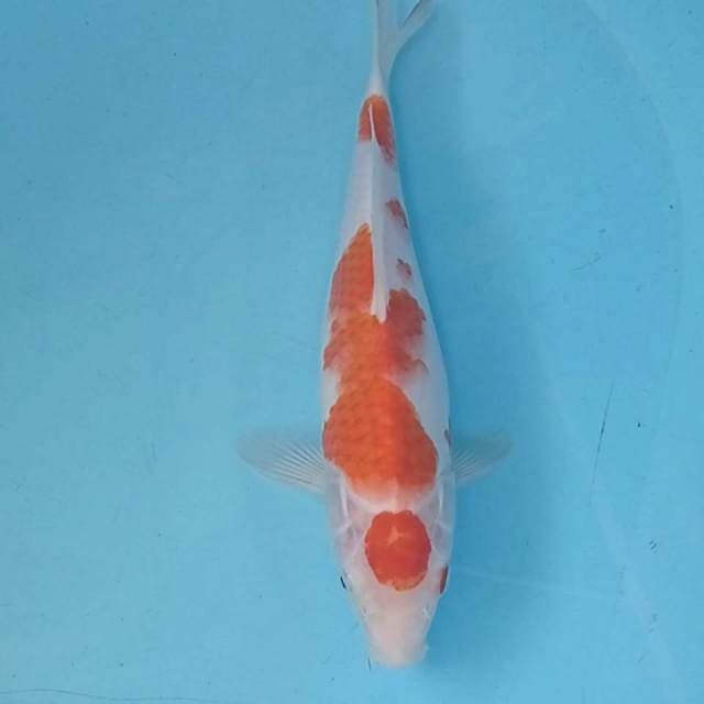 Kohaku maruten original 28 cm