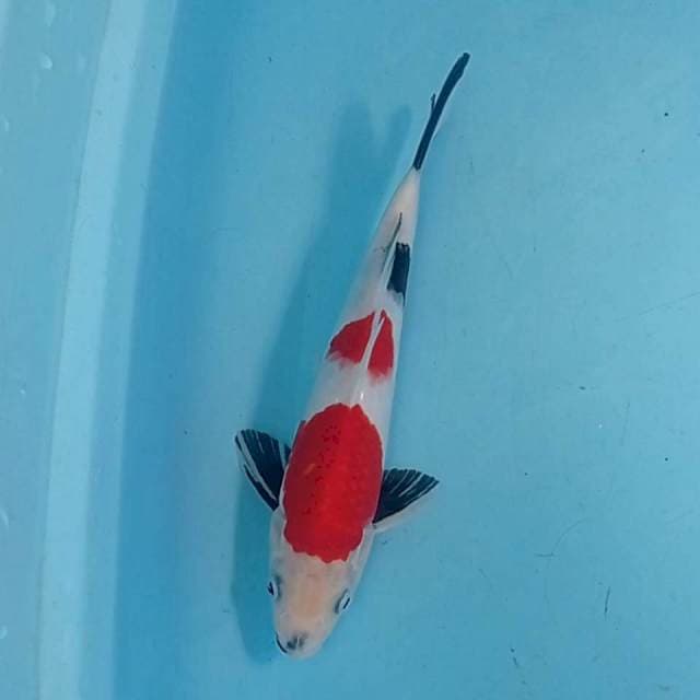 Kindai showa merona 25 cm