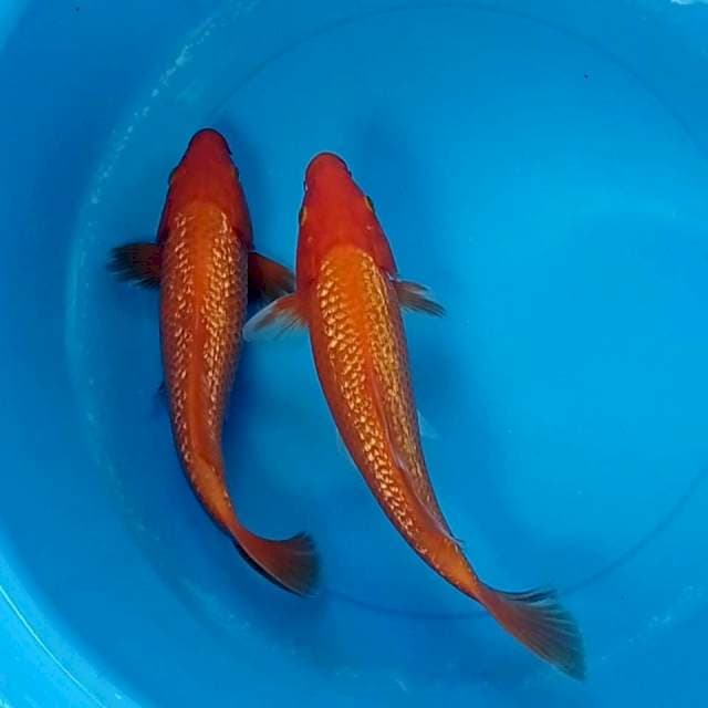 Akahajiro full ginrin 25 cm 2 ekor