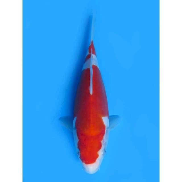 Doitsu Murni - 20cm