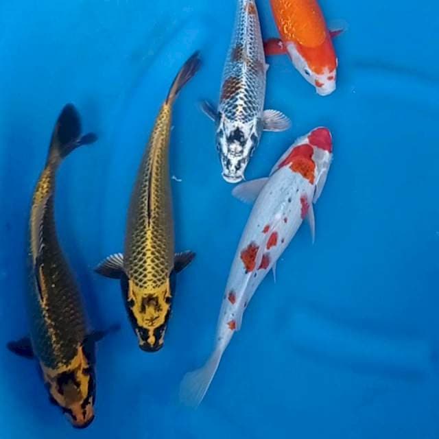 Mix 30 cm. 5 ekor