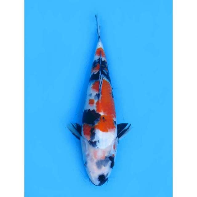 Kindai Showa - 32cm Male