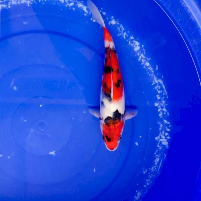 Kindai showa 25cm