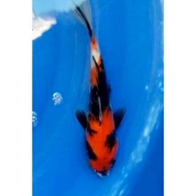 Strong Showa Sanshoku 23cm (F)