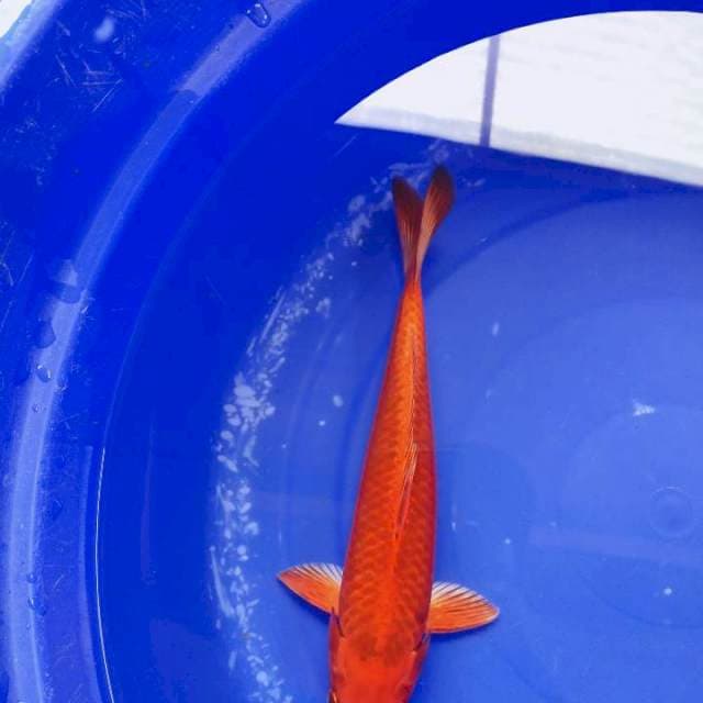 Red mukasi 28cm