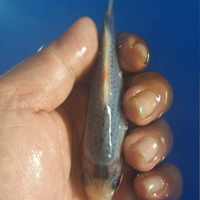 F1 ASAGI 13CM